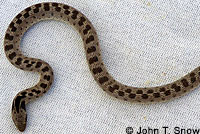 Baja California Rattlesnake