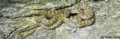 Baja California Rattlesnake 