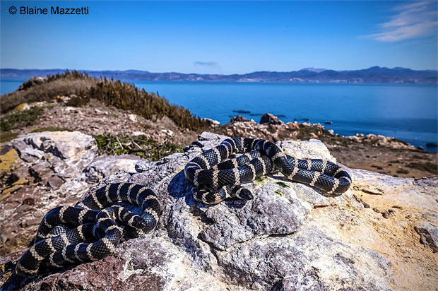 Baja California Gopher Snake