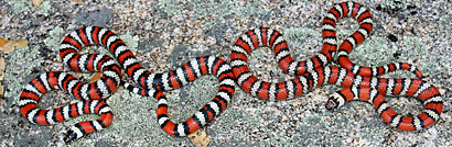 Baja California Gopher Snake