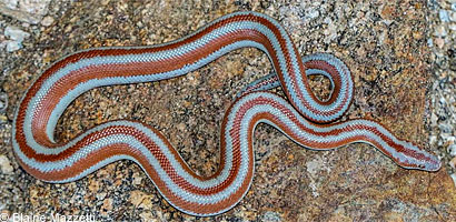 Rosy Boa