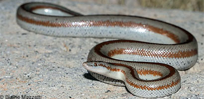 Rosy Boa