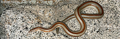 Rosy Boa