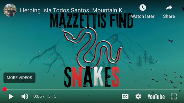 Baja California Gopher Snake