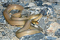 Baja California Rattlesnake