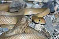 Baja California Rattlesnake
