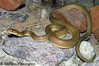 Baja California Rattlesnake 