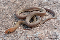 Baja California Rattlesnake 