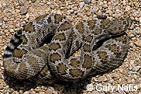 Isla Catalina Rattlesnake