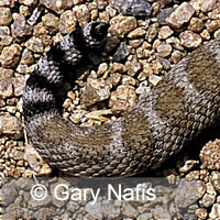 Isla Catalina Rattlesnake