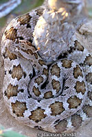 Baja California Rattlesnake 