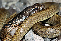 Baja California Gopher Snake