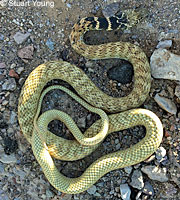 Baja California Gopher Snake