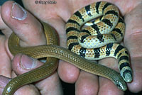 Sand Snake