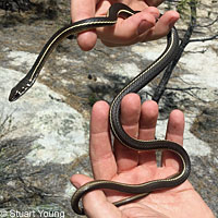 Baja California Gopher Snake