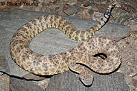 Southwestern Speckled Rattlesnake