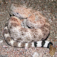 San Lucan Speckled Rattlesnake