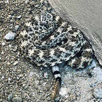 San Lucan Speckled Rattlesnake