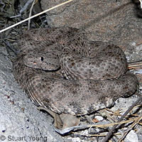 San Lucan Speckled Rattlesnake