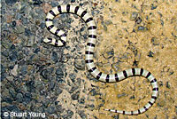 Red Diamond Rattlesnake