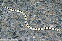 Red Diamond Rattlesnake