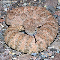 Southwestern Speckled Rattlesnake