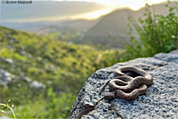 Baja California Rattlesnake 