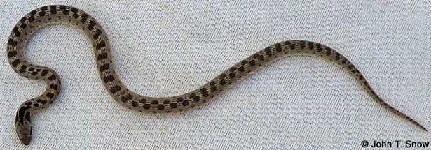 Baja California Rattlesnake