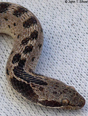 Baja California Rattlesnake 