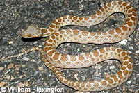 Baja California Rattlesnake 