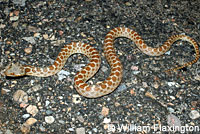 Baja California Rattlesnake 