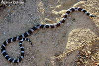 California Kingsnake