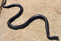 Common Kingsnake