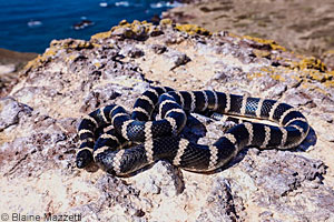 Baja California Gopher Snake