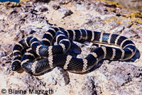 Baja California Gopher Snake