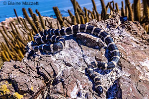 Baja California Gopher Snake