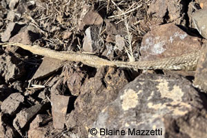 Baja California Gopher Snake