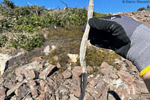 Baja California Gopher Snake