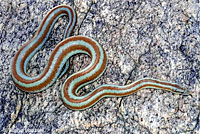 Rosy Boa