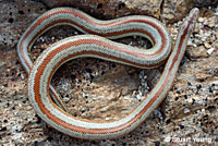 Rosy Boa