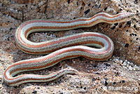 Rosy Boa