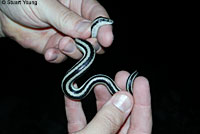 Rosy Boa