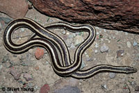 Rosy Boa