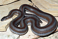 Rosy Boa