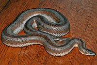 Rosy Boa