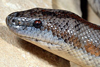 Rosy Boa