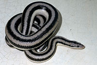 Rosy Boa