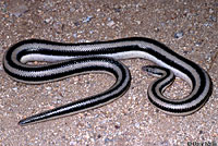 Rosy Boa