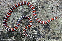 Baja California Gopher Snake