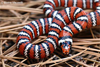 Baja California Gopher Snake